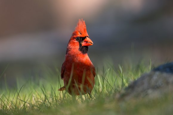 Cardinale rosso - Northern cardinal (Cardinalis cardinalis)