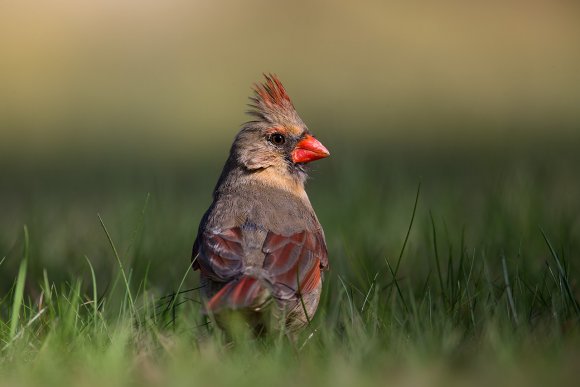 Cardinale rosso - Northern cardinal (Cardinalis cardinalis)