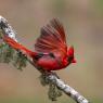 Cardinale rosso - Northern cardinal (Cardinalis cardinalis)