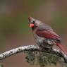 Cardinale rosso - Northern cardinal (Cardinalis cardinalis)