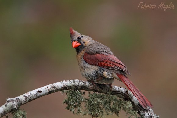 Cardinale rosso - Northern cardinal (Cardinalis cardinalis)