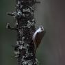 Rampichino alpino - Common treecreeper (Certhia familiaris)