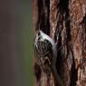 Rampichino alpino - Common treecreeper (Certhia familiaris)