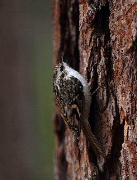 Rampichino alpino - Common treecreeper (Certhia familiaris)