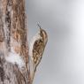 Rampichino alpino - Common treecreeper (Certhia familiaris)