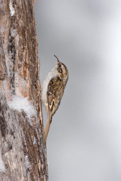 Rampichino alpino - Common treecreeper (Certhia familiaris)