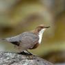 Merlo acquaiolo - White throated dipper (Cinclus cinclus)