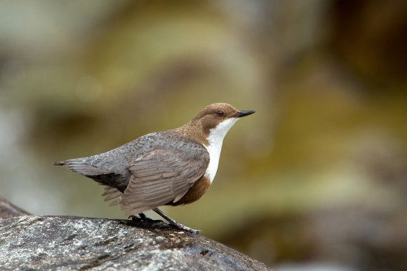 Merlo acquaiolo - White throated dipper (Cinclus cinclus)