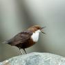 Merlo acquaiolo - White throated dipper (Cinclus cinclus)