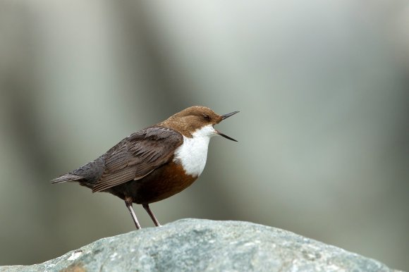 Merlo acquaiolo - White throated dipper (Cinclus cinclus)