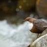 Merlo acquaiolo - White throated dipper (Cinclus cinclus)