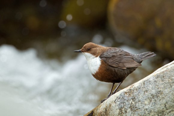 Merlo acquaiolo - White throated dipper (Cinclus cinclus)