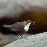 Merlo acquaiolo - White throated dipper (Cinclus cinclus)