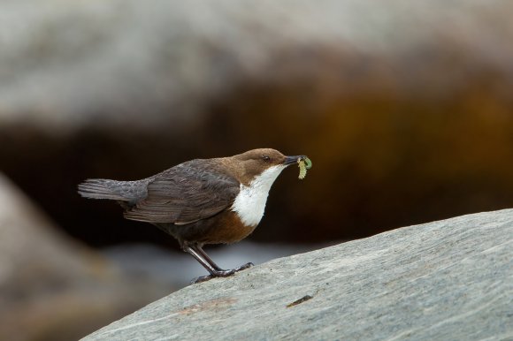 Merlo acquaiolo - White throated dipper (Cinclus cinclus)