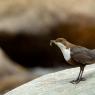 Merlo acquaiolo - White throated dipper (Cinclus cinclus)