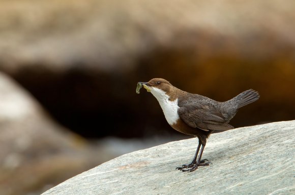 Merlo acquaiolo - White throated dipper (Cinclus cinclus)