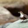 Merlo acquaiolo - White throated dipper (Cinclus cinclus)