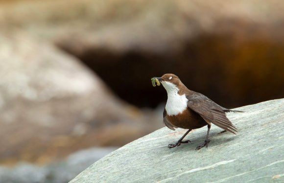 Merlo acquaiolo - White throated dipper (Cinclus cinclus)