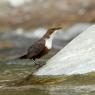 Merlo acquaiolo - White throated dipper (Cinclus cinclus)