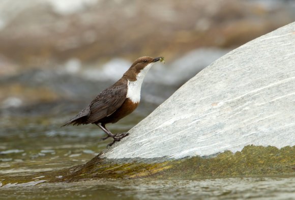 Merlo acquaiolo - White throated dipper (Cinclus cinclus)