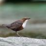 Merlo acquaiolo - White throated dipper (Cinclus cinclus)