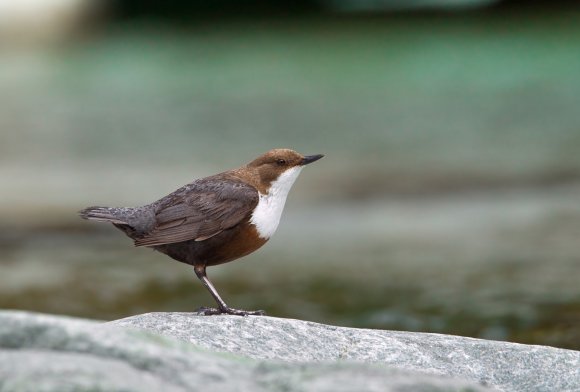 Merlo acquaiolo - White throated dipper (Cinclus cinclus)