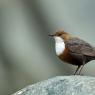 Merlo acquaiolo - White throated dipper (Cinclus cinclus)