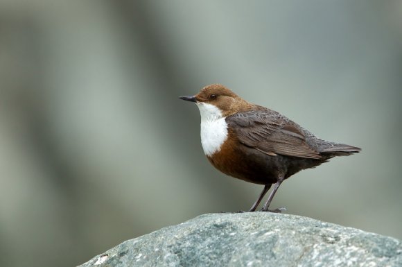 Merlo acquaiolo - White throated dipper (Cinclus cinclus)