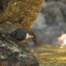 Merlo acquaiolo - White throated dipper (Cinclus cinclus)