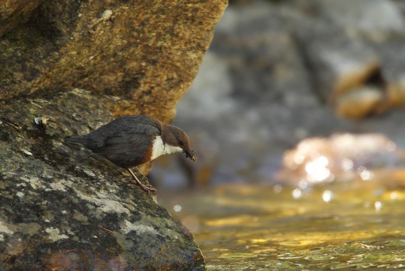 Merlo acquaiolo - White throated dipper (Cinclus cinclus)