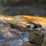 Merlo acquaiolo - White throated dipper (Cinclus cinclus)