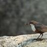 Merlo acquaiolo - White throated dipper (Cinclus cinclus)