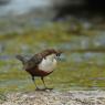 Merlo acquaiolo - White throated dipper (Cinclus cinclus)