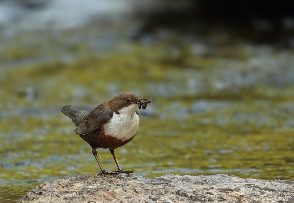 Merlo acquaiolo - White throated dipper (Cinclus cinclus)