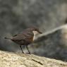 Merlo acquaiolo - White throated dipper (Cinclus cinclus)