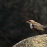 Merlo acquaiolo - White throated dipper (Cinclus cinclus)