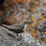 Merlo acquaiolo - White throated dipper (Cinclus cinclus)