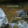 Merlo acquaiolo - White throated dipper (Cinclus cinclus)