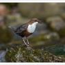 Merlo acquaiolo - White throated dipper (Cinclus cinclus)