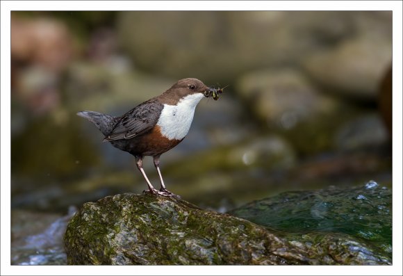 Merlo acquaiolo - White throated dipper (Cinclus cinclus)