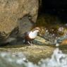 Merlo acquaiolo - White throated dipper (Cinclus cinclus)