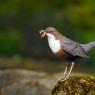 Merlo acquaiolo - White throated dipper (Cinclus cinclus)