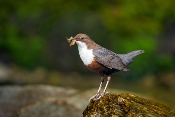 Merlo acquaiolo - White throated dipper (Cinclus cinclus)