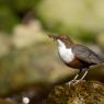 Merlo acquaiolo - White throated dipper (Cinclus cinclus)