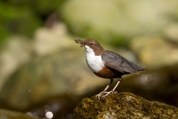 Merlo acquaiolo - White throated dipper (Cinclus cinclus)