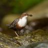 Merlo acquaiolo - White throated dipper (Cinclus cinclus)