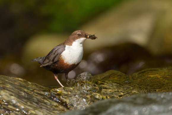 Merlo acquaiolo - White throated dipper (Cinclus cinclus)