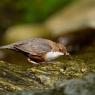 Merlo acquaiolo - White throated dipper (Cinclus cinclus)