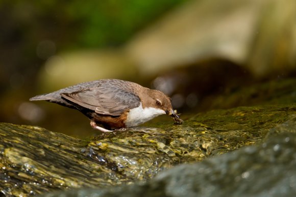 Merlo acquaiolo - White throated dipper (Cinclus cinclus)