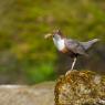 Merlo acquaiolo - White throated dipper (Cinclus cinclus)